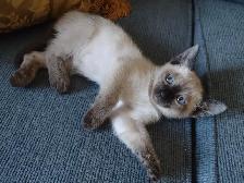 Chaton femelle Siamoise - Photo 4