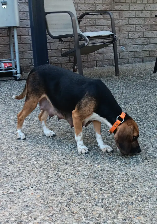 Purebred Female Beagle for Sale