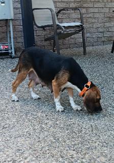 Purebred Female Beagle for Sale