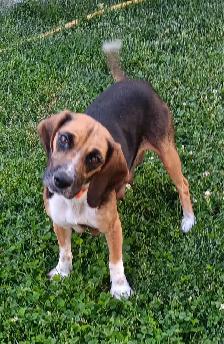 Purebred Female Beagle for Sale - Photo 2