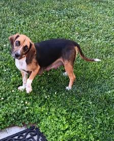 Purebred Female Beagle for Sale - Photo 3