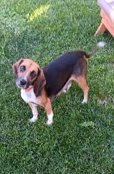 Purebred Female Beagle for Sale - Photo 4