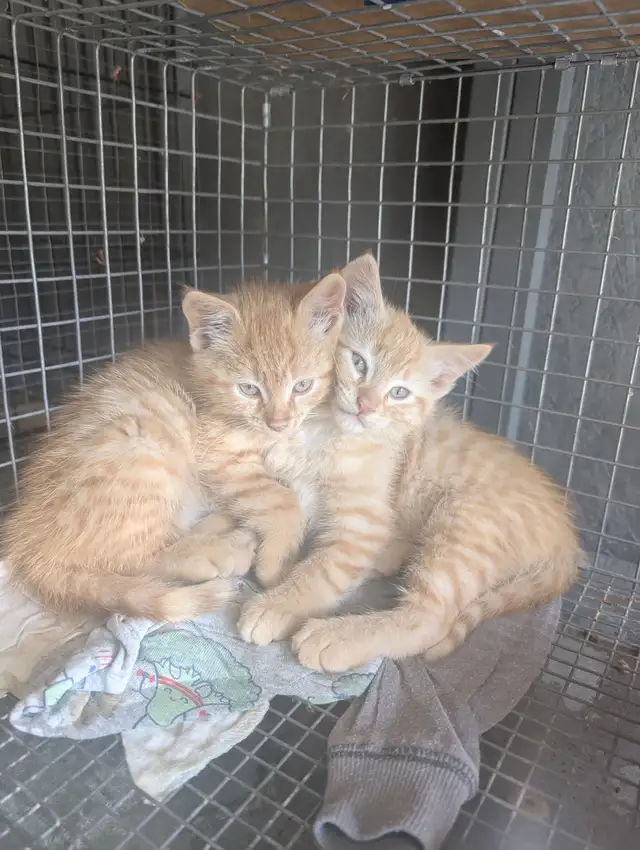 Ginger Male Kittens for sale