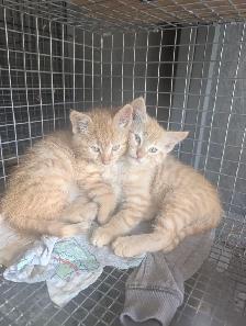 Ginger Male Kittens for sale