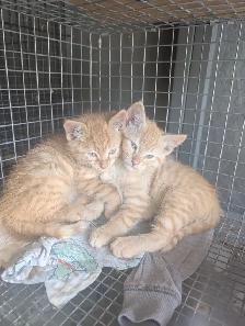 Ginger Male Kittens for sale - Photo 2