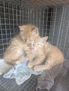 Ginger Male Kittens for sale - Photo 3