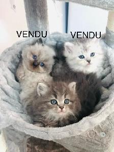 Chaton Himalayen-Persan