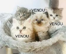 Chaton Himalayen-Persan - Photo 2