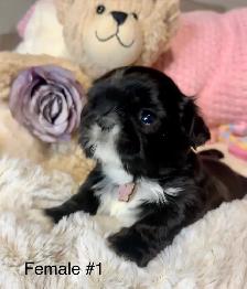 ♥️  Tiny Imperial  Shih Tzu Puppies♥️