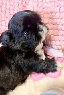 ♥️  Tiny Imperial  Shih Tzu Puppies♥️ - Photo 2