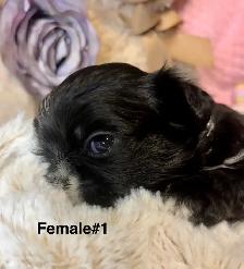 ♥️  Tiny Imperial  Shih Tzu Puppies♥️ - Photo 3