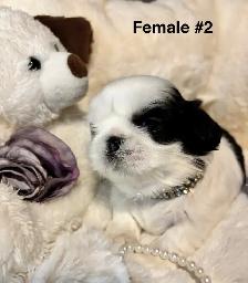 ♥️  Tiny Imperial  Shih Tzu Puppies♥️ - Photo 4