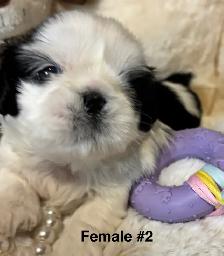 ♥️  Tiny Imperial  Shih Tzu Puppies♥️ - Photo 5