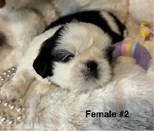 ♥️  Tiny Imperial  Shih Tzu Puppies♥️ - Photo 6