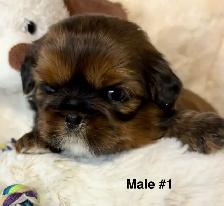 ♥️  Tiny Imperial  Shih Tzu Puppies♥️ - Photo 7