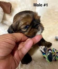 ♥️  Tiny Imperial  Shih Tzu Puppies♥️ - Photo 8