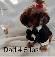 ♥️  Tiny Imperial  Shih Tzu Puppies♥️ - Photo 9