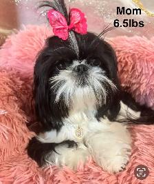 ♥️  Tiny Imperial  Shih Tzu Puppies♥️ - Photo 10