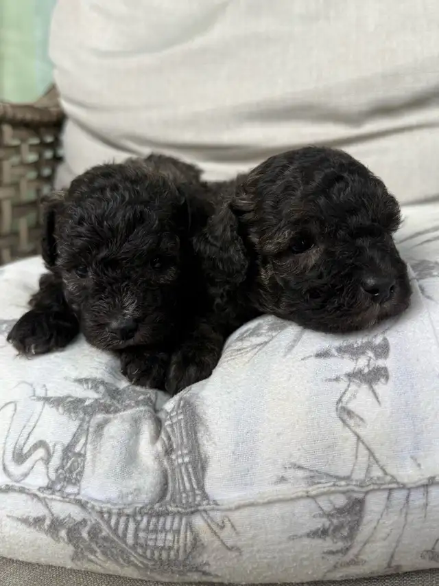 poodle puppies