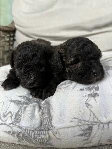 poodle puppies