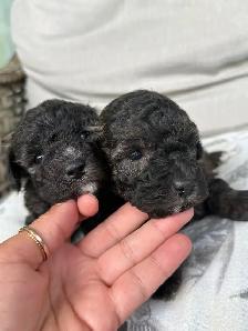 poodle puppies - Photo 2
