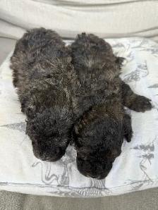 poodle puppies - Photo 3