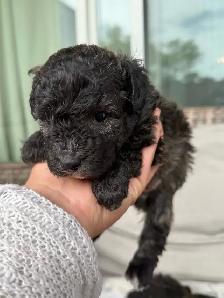 poodle puppies - Photo 4