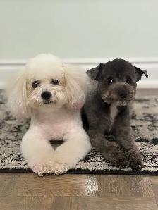 poodle puppies - Photo 5