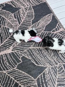 Little Teddy Bears Only 2 Males of 4 Left!