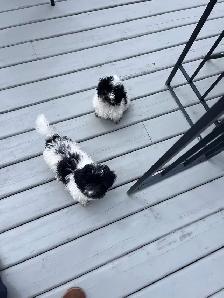 Little Teddy Bears Only 2 Males of 4 Left! - Photo 2