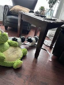 Little Teddy Bears Only 2 Males of 4 Left! - Photo 4