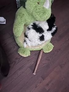 Little Teddy Bears Only 2 Males of 4 Left! - Photo 5