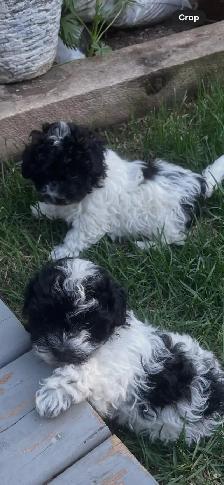 Little Teddy Bears Only 2 Males of 4 Left! - Photo 6