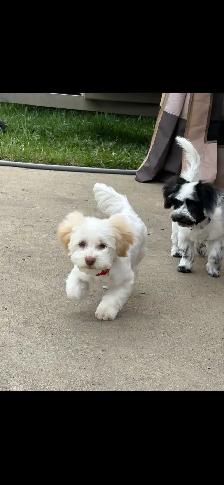 Little Teddy Bears Only 2 Males of 4 Left! - Photo 8