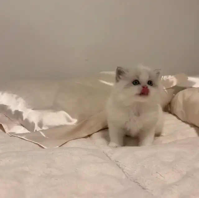 Himalayan x Ragdoll Female Kitten FOR SALE