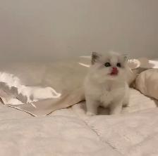 Himalayan x Ragdoll Female Kitten FOR SALE
