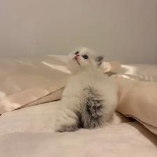 Himalayan x Ragdoll Female Kitten FOR SALE - Photo 2