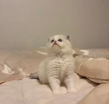 Himalayan x Ragdoll Female Kitten FOR SALE - Photo 3