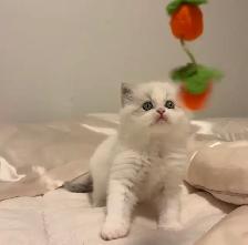 Himalayan x Ragdoll Female Kitten FOR SALE - Photo 4