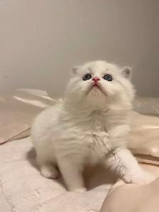Himalayan x Ragdoll Female Kitten FOR SALE - Photo 5