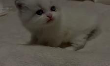 Himalayan x Ragdoll Female Kitten FOR SALE - Photo 6