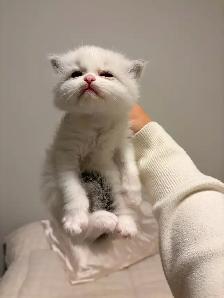 Himalayan x Ragdoll Female Kitten FOR SALE - Photo 7