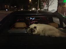 Himalayan x Ragdoll Female Kitten FOR SALE - Photo 8