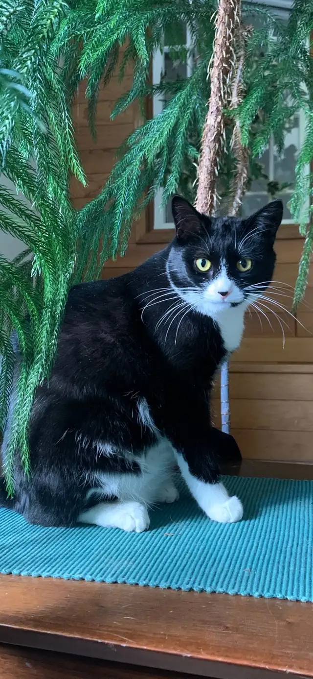 cats for rehoming all spayed and neutered