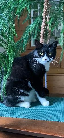 cats for rehoming all spayed and neutered