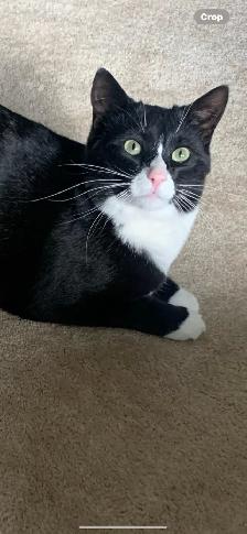 cats for rehoming all spayed and neutered - Photo 2
