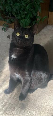 cats for rehoming all spayed and neutered - Photo 3