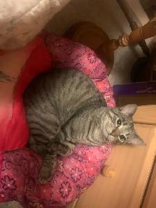 cats for rehoming all spayed and neutered - Photo 4