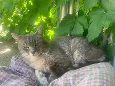 cats for rehoming all spayed and neutered - Photo 5