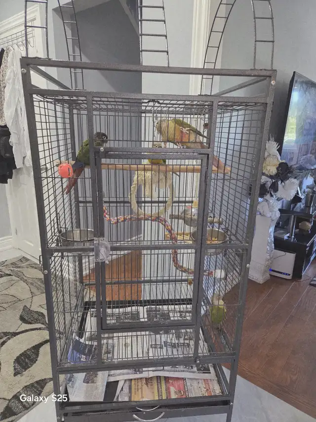 conure green